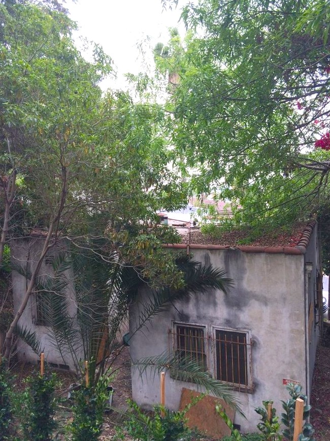 Tak hanya dipenuhi tumpukan barang, rumah juga nyaris runtuh karena lumut dan jamur. Foto: Dok. Elite Readerss/ Tracy Do Real Estate