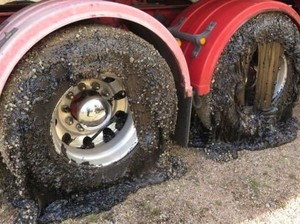 Ban Mobil di Australia Meleleh Kena Aspal, Warga Mengeluh