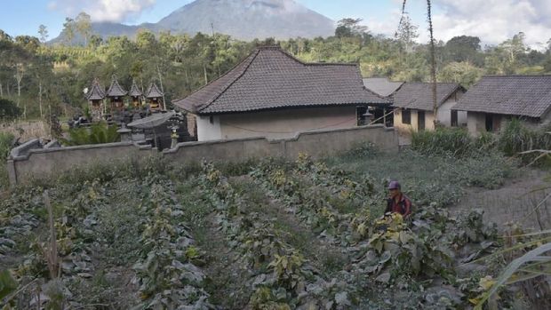 Petani merugi akibat hujan abu.