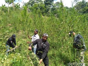 20 Hektare Ladang Ganja Diungkap di Aceh Sepanjang 2018