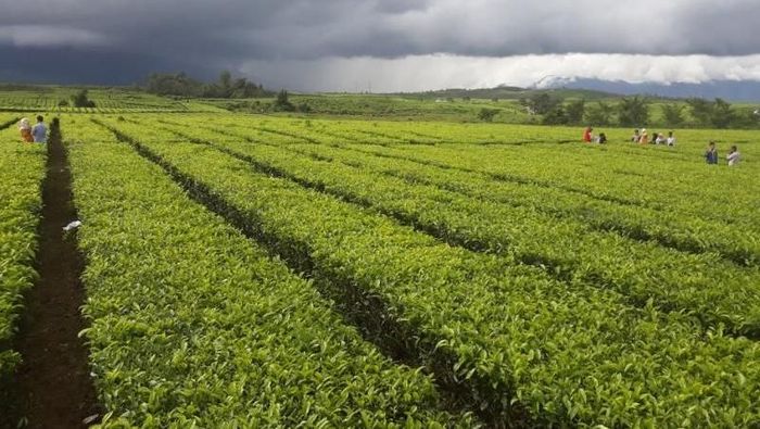 Ilustrasi kebun teh (Tommy Bernadus/dTraveler) Ilustrasi kebun teh (Tommy Bernadus/dTraveler)