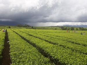 Jambi Punya Kebun Teh Tertua di Indonesia