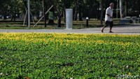 Lapangan Banteng yang baru kini dilengkapi juga dengan berbagai jenis tanaman bunga.