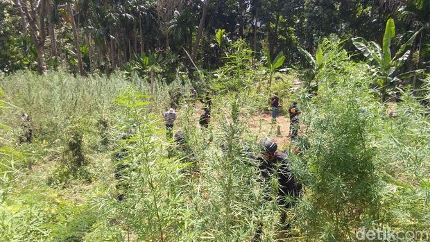 BNN Musnahkan 10,5 Hektare Ladang Ganja di Aceh