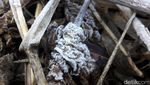 Melihat Fenomena Embun Salju yang Turun di Dieng