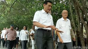 Pagi-pagi, Luhut dan Bos Bank Dunia Keliling Hutan Mangrove