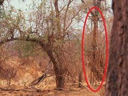 Deretan Foto Kamuflase Hewan yang Bikin Bingung