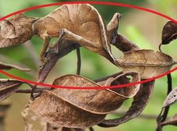 Deretan Foto Kamuflase Hewan yang Bikin Bingung