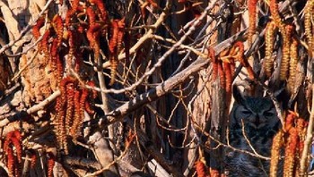 Di manakah hewan tersebut? (Foto: imgur)