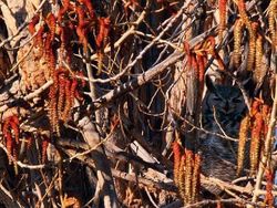 Deretan Foto Kamuflase Hewan yang Bikin Bingung