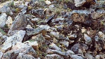 Di manakah hewan tersebut? (Foto: imgur)