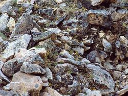 Deretan Foto Kamuflase Hewan yang Bikin Bingung