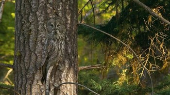 Di manakah hewan tersebut? (Foto: imgur)