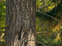 Deretan Foto Kamuflase Hewan yang Bikin Bingung
