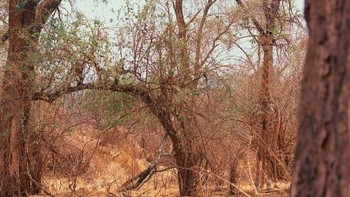 Di manakah hewan tersebut? (Foto: imgur)