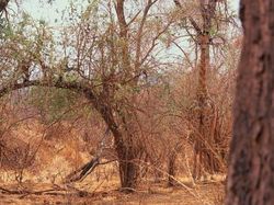 Deretan Foto Kamuflase Hewan yang Bikin Bingung