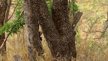 Di manakah hewan tersebut? (Foto: imgur)