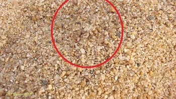 Ditemukan di setiap benua di planet ini, Laba-laba Serigala adalah predator oportunistik yang akan menggunakan sekitarnya untuk menyergap mangsanya. (Foto: imgur)