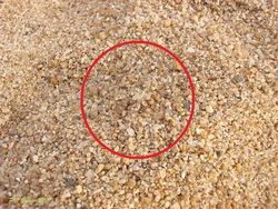 Deretan Foto Kamuflase Hewan yang Bikin Bingung