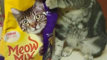 Perpaduan yang tepat kucing nyata dengan kemasan makanan. (Foto: Brightside)