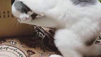 Kucingnya menarik kepalanya sendiri? (Foto: Brightside)