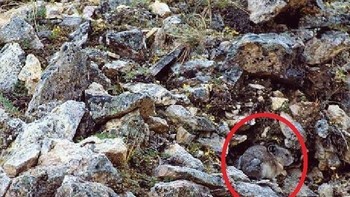 Pika Amerika merupakan hewan pengerat berasal dari pengunan di kawasan Kanada dan Amerika Serikat. Pika juga disebut dengan kelinci batu. Warnanya menyatu dengan bebatuan di pegunungan. (Foto: imgur)
