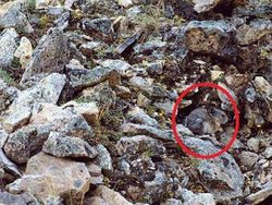 Deretan Foto Kamuflase Hewan yang Bikin Bingung