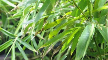 Di manakah hewan tersebut? (Foto: imgur)