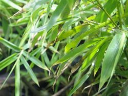 Deretan Foto Kamuflase Hewan yang Bikin Bingung