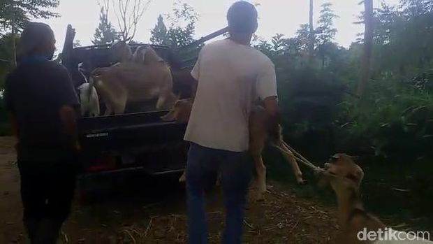 Puluhan Kambing Milik Warga Lereng Gunung Slamet Mati Misterius