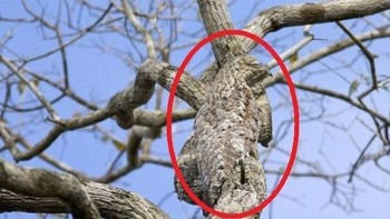 Hewan nokturnal bersembunyi di siang hari dengan menghinggap di pohon. (Foto: imgur)