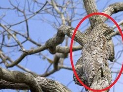 Deretan Foto Kamuflase Hewan yang Bikin Bingung