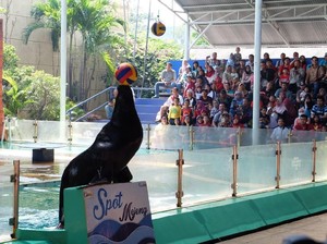 Meriahkan Piala Dunia, Ada Singa Laut Juggling Bola di Ancol