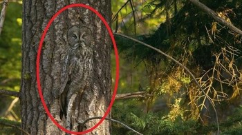 Salah satu burung hantu terbesar di dunia bernama Greaty Gray. Warna tubuhnya dapat menyerupai pepohonan sehingga dapat mengelabui mangsa. i)