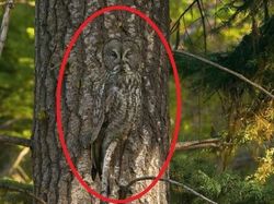 Deretan Foto Kamuflase Hewan yang Bikin Bingung