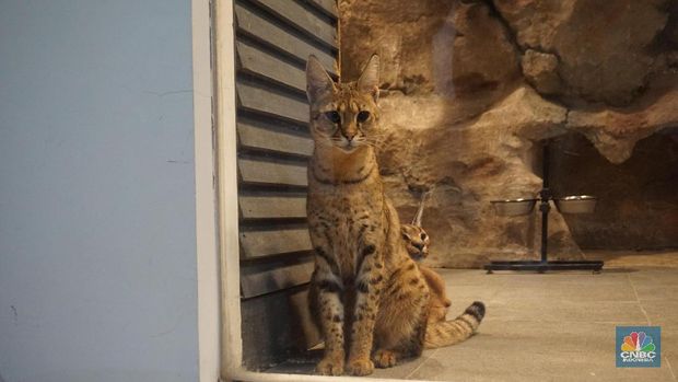 Kucing mahal dari Afrika, Caracal dan Savannah