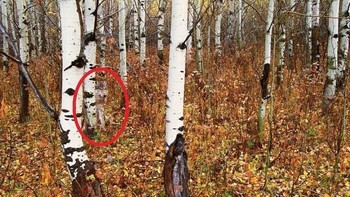 Seekor serigala mengintip di balik pohon saat musim gugur di Montana. (Foto: imgur)