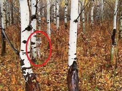 Deretan Foto Kamuflase Hewan yang Bikin Bingung