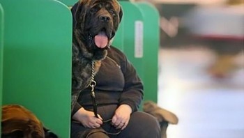 Anjing berkaki manusia? (Foto: Brightside)