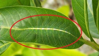 Ulat Baron yang menyerupai tulang daun, bentuknya yang indah namun jika digigit olehnya bisa mematikan. Ulat ini bisa ditemukan di kawasan Asia Tenggara. (Foto: imgur)