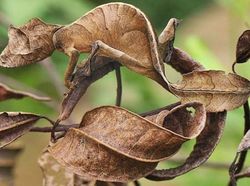 Deretan Foto Kamuflase Hewan yang Bikin Bingung