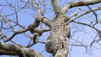 Di manakah hewan tersebut? (Foto: imgur)