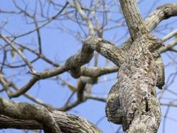 Deretan Foto Kamuflase Hewan yang Bikin Bingung