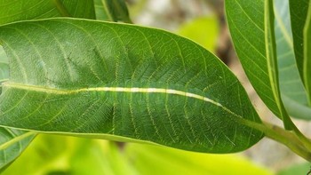 Di manakah hewan tersebut? (Foto: imgur)