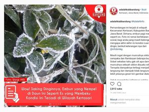 Viral Foto Daun Membeku di Kertasari, Ini Jawaban BMKG Bandung