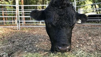 Kemana tubuh sapi ini? (Foto: Brightside)