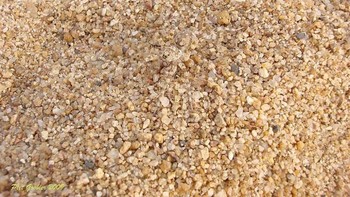 Di manakah hewan tersebut? (Foto: imgur)