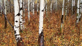 Di manakah hewan tersebut? (Foto: imgur)