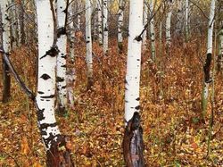 Deretan Foto Kamuflase Hewan yang Bikin Bingung