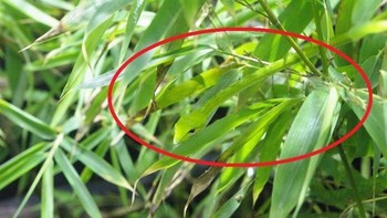 Hati-hati saat memegangi daun di hutan bisa jadi itu adalah kepala ular, seperti ular Vine di Asia ini warna tubuhnya yang hijau bisa menyerupai dedauanan. Langkah ini mempermudah sang ular untuk berdekatan dengan air dan menangkap mangsa utamanya yakni ikan. (Foto: imgur)